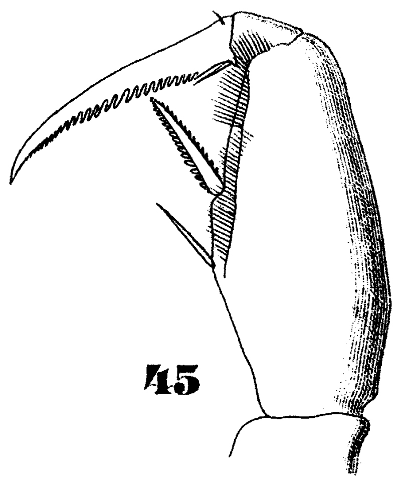 Species Oncaea notopus - Plate 5 of morphological figures