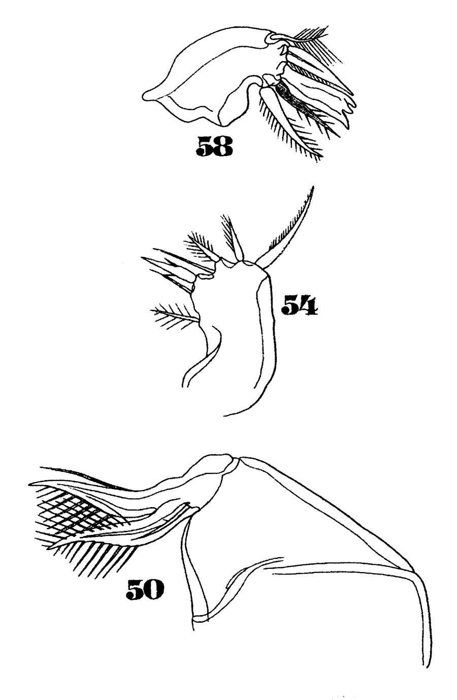 Espèce Oncaea venusta - Planche 27 de figures morphologiques