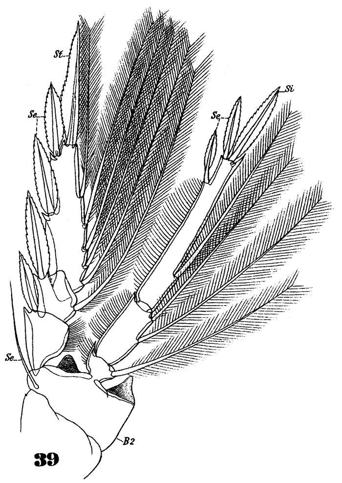 Espèce Oncaea venusta - Planche 29 de figures morphologiques
