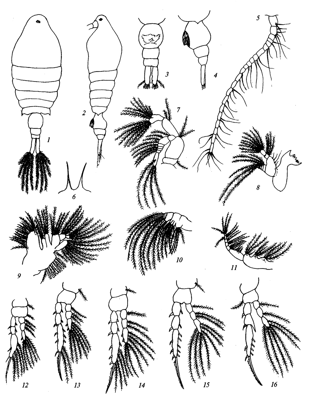 Espèce Centropages spinosus - Planche 1 de figures morphologiques