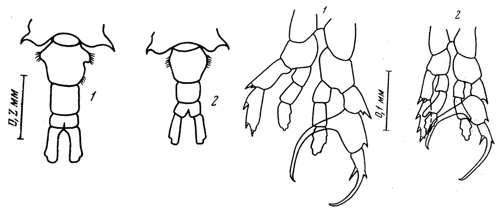 Species Centropages ponticus - Plate 2 of morphological figures
