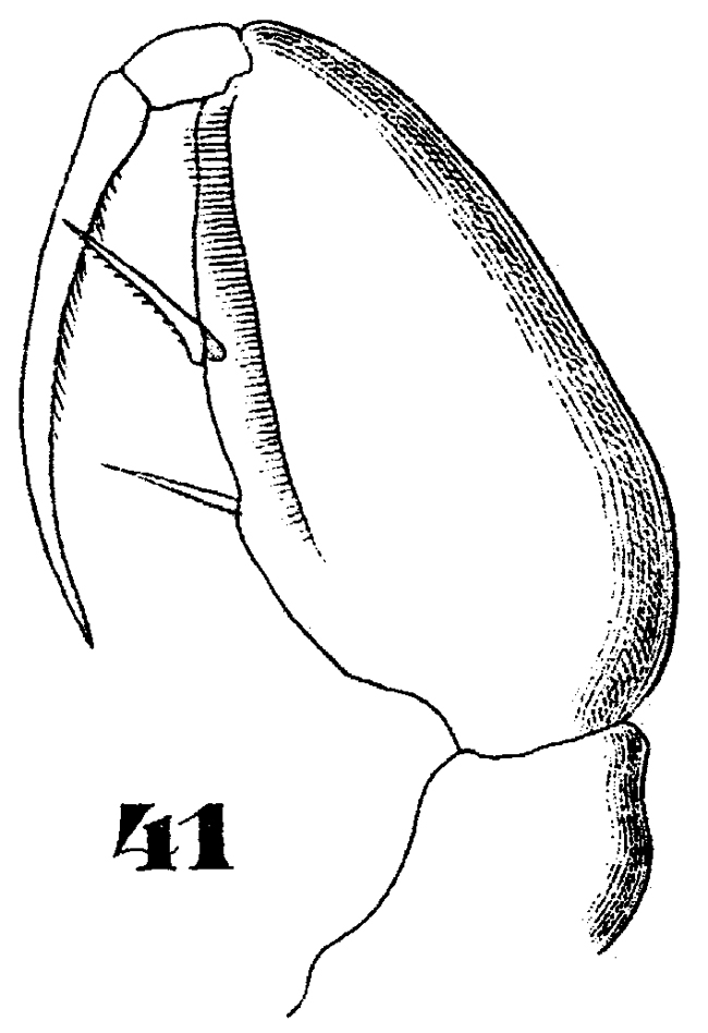 Species Triconia dentipes - Plate 11 of morphological figures
