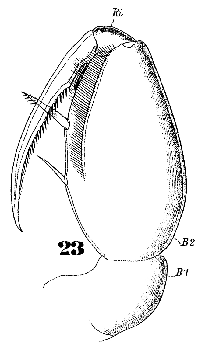 Espce Triconia conifera - Planche 16 de figures morphologiques