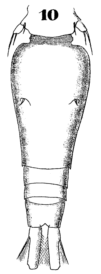 Espce Oncaea mediterranea - Planche 18 de figures morphologiques