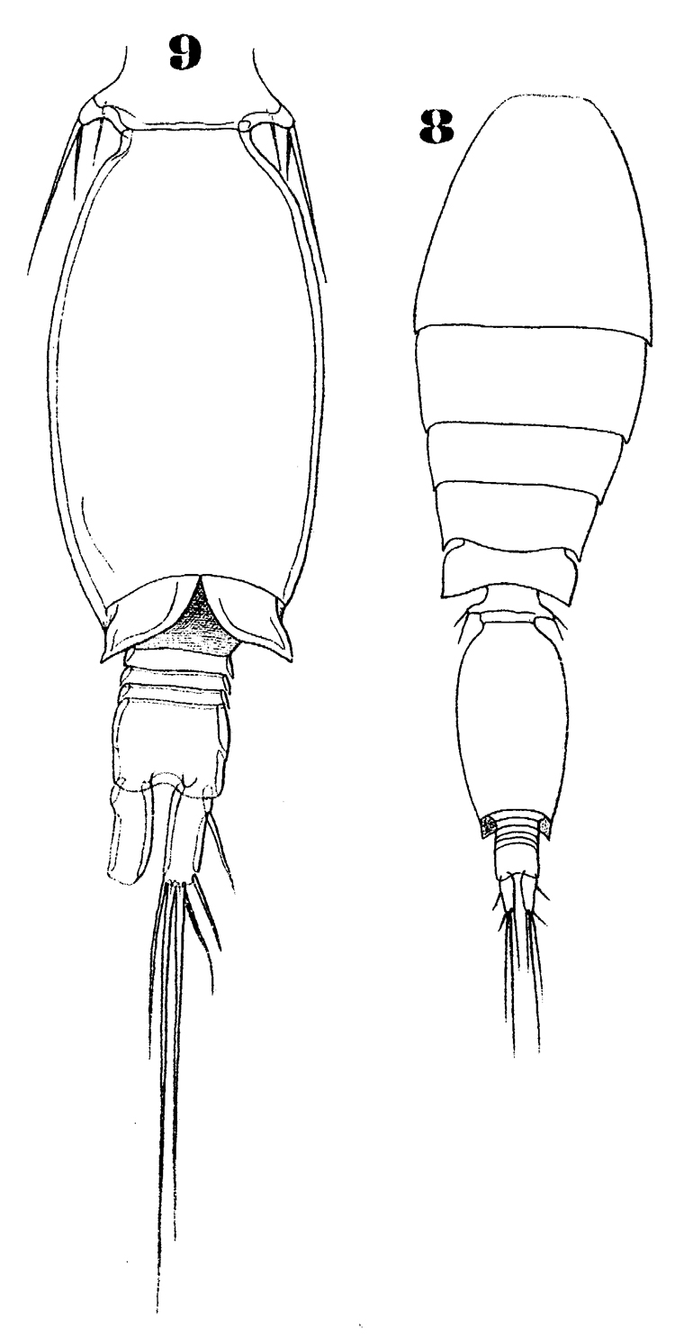 Espèce Oncaea mediterranea - Planche 20 de figures morphologiques