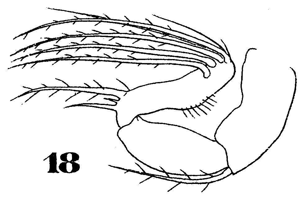 Espèce Monothula subtilis - Planche 12 de figures morphologiques