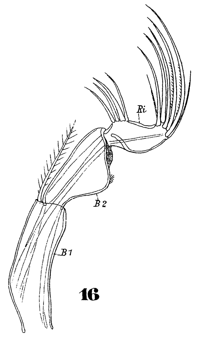 Espèce Triconia conifera - Planche 22 de figures morphologiques