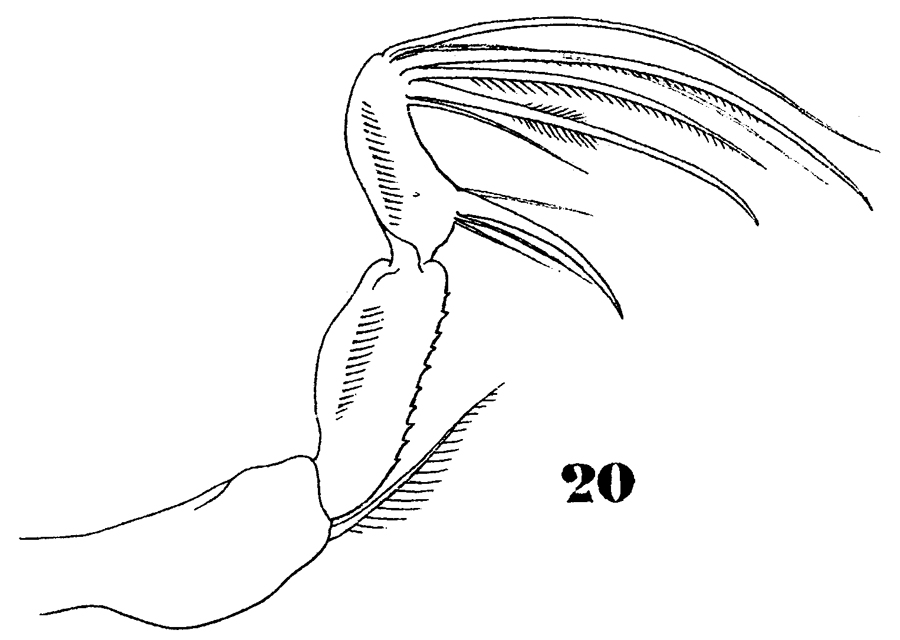Espèce Oncaea ornata - Planche 8 de figures morphologiques