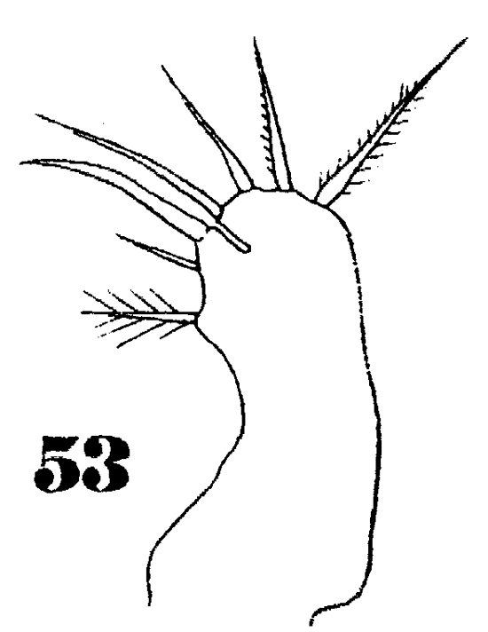 Espèce Oncaea ornata - Planche 9 de figures morphologiques