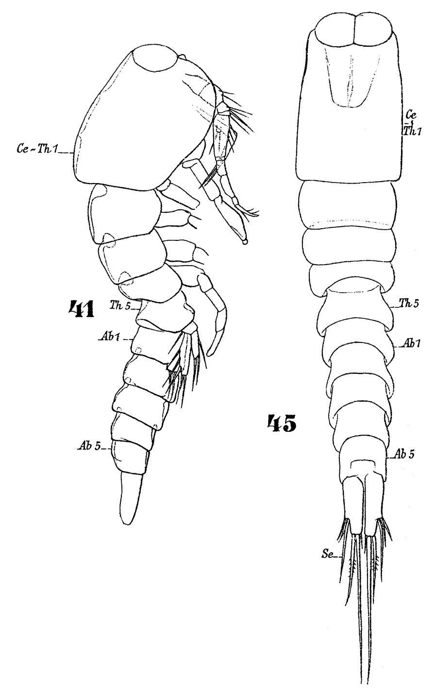 Species Miracia efferata - Plate 4 of morphological figures