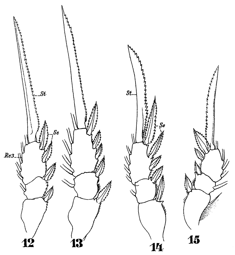 Espèce Oithona plumifera - Planche 12 de figures morphologiques