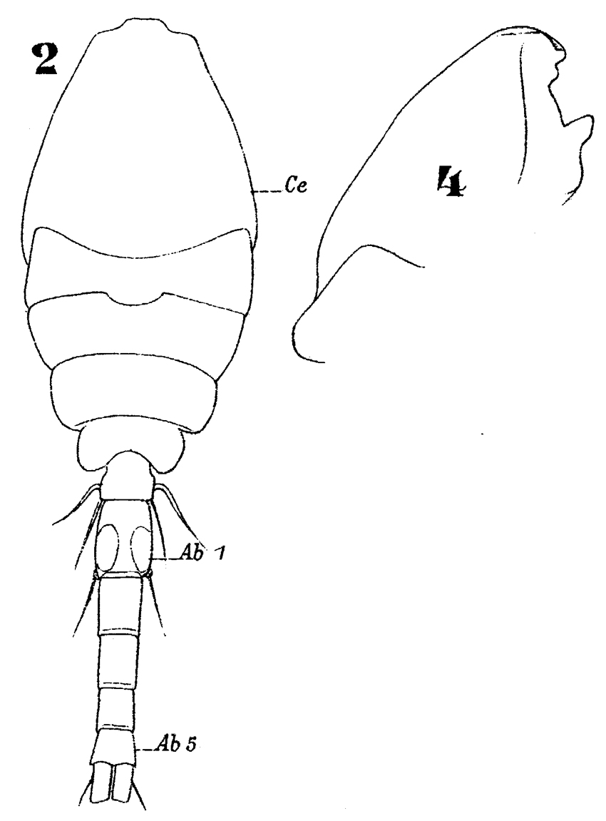 Species Oithona nana - Plate 17 of morphological figures