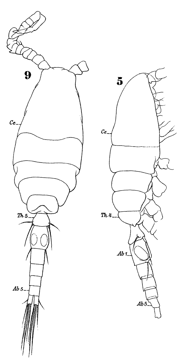 Espèce Oithona similis-Group - Planche 19 de figures morphologiques