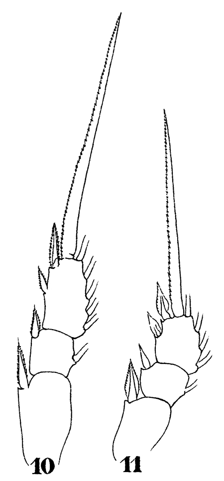 Espèce Oithona similis-Group - Planche 22 de figures morphologiques