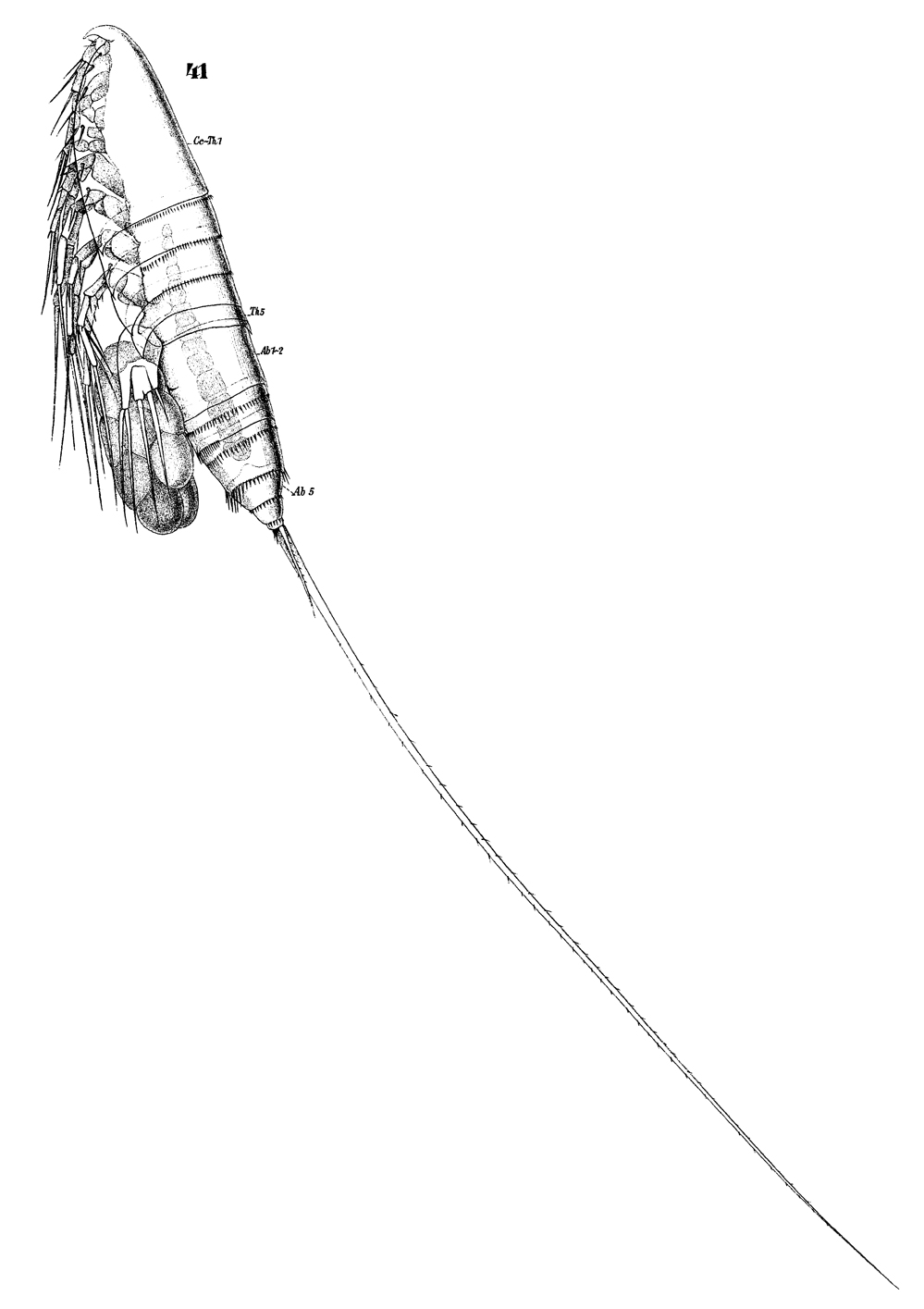Espce Microsetella rosea - Planche 6 de figures morphologiques