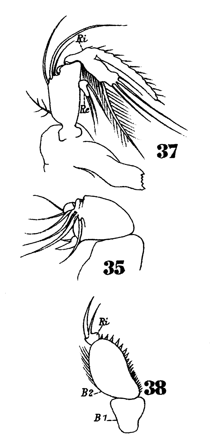 Espce Microsetella rosea - Planche 9 de figures morphologiques