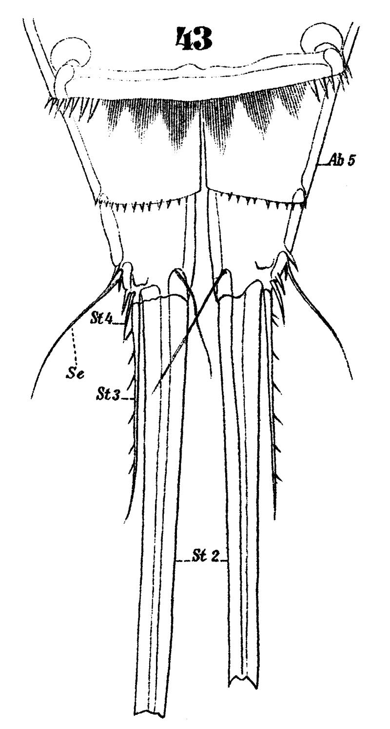 Espce Microsetella rosea - Planche 8 de figures morphologiques