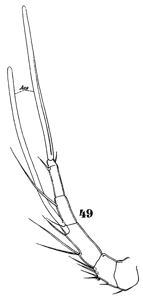 Espce Microsetella rosea - Planche 10 de figures morphologiques