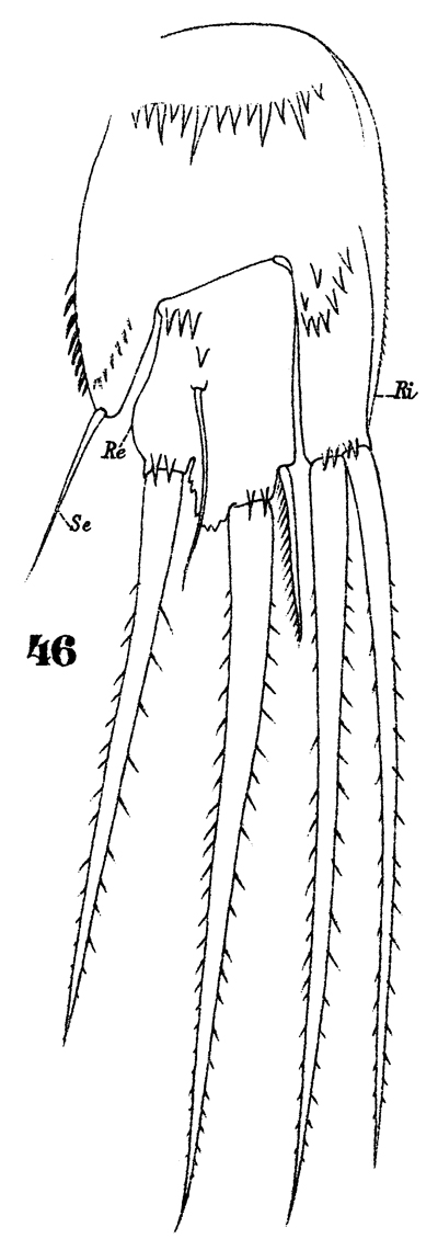 Espce Microsetella rosea - Planche 12 de figures morphologiques