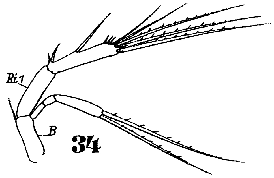 Species Microsetella norvegica - Plate 11 of morphological figures