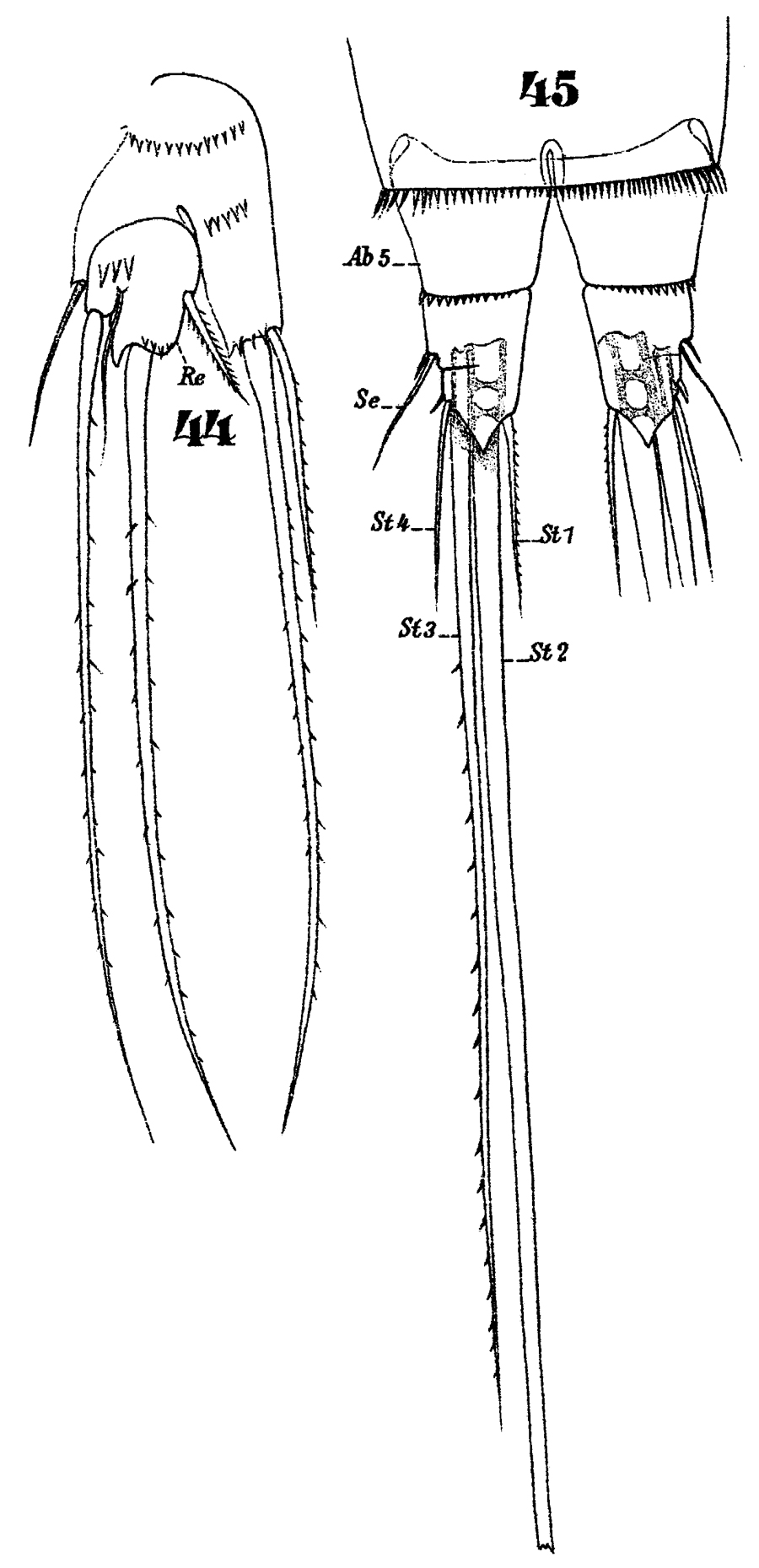 Espce Microsetella norvegica - Planche 10 de figures morphologiques
