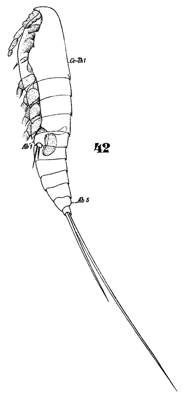 Species Microsetella norvegica - Plate 12 of morphological figures