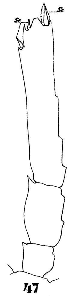 Espèce Oncaea tenuimana - Planche 5 de figures morphologiques