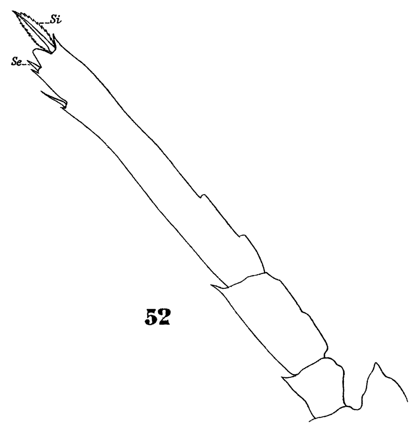 Espèce Oncaea tenuimana - Planche 6 de figures morphologiques