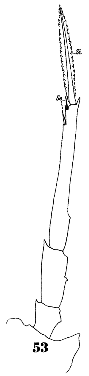 Espèce Oncaea tenuimana - Planche 7 de figures morphologiques