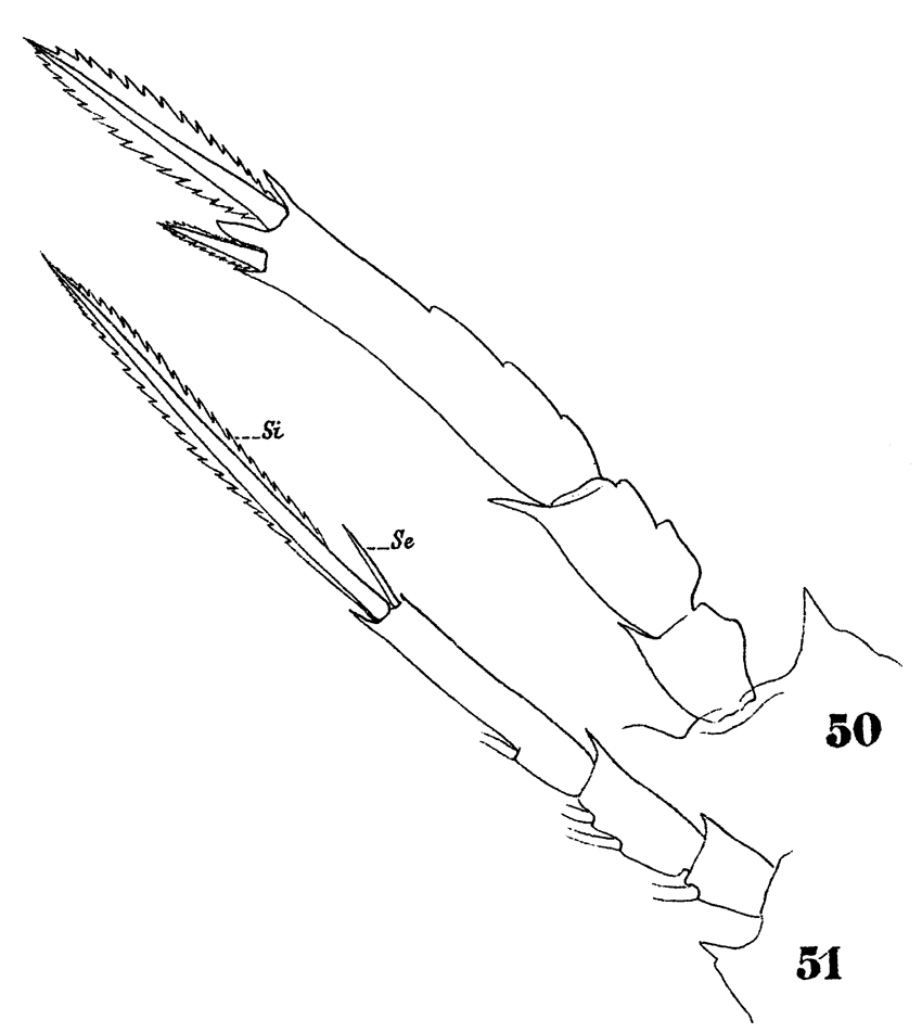 Species Oncaea ornata - Plate 10 of morphological figures