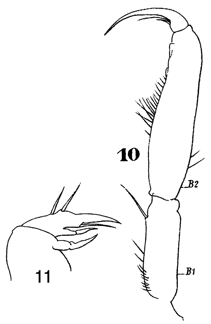 Espèce Macrosetella gracilis - Planche 11 de figures morphologiques
