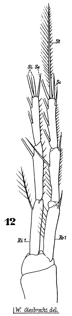 Espèce Macrosetella gracilis - Planche 12 de figures morphologiques