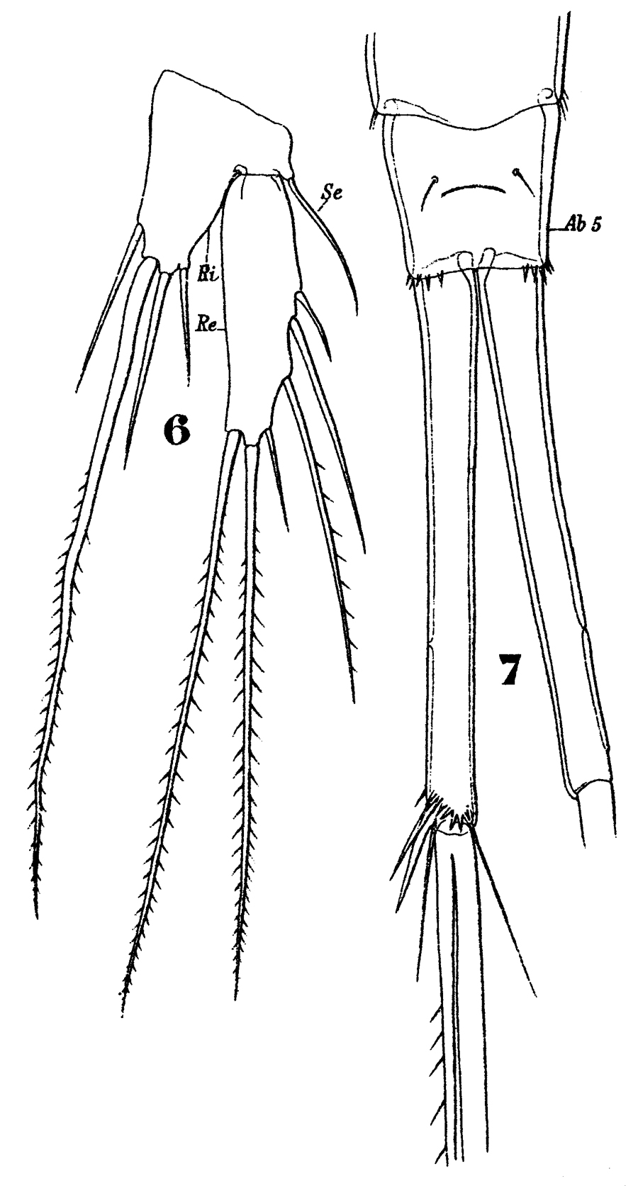 Species Macrosetella gracilis - Plate 13 of morphological figures