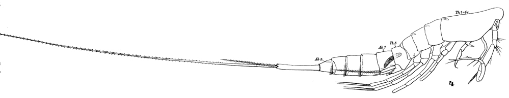 Espce Macrosetella gracilis - Planche 14 de figures morphologiques