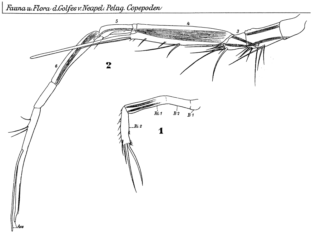 Espce Macrosetella gracilis - Planche 15 de figures morphologiques