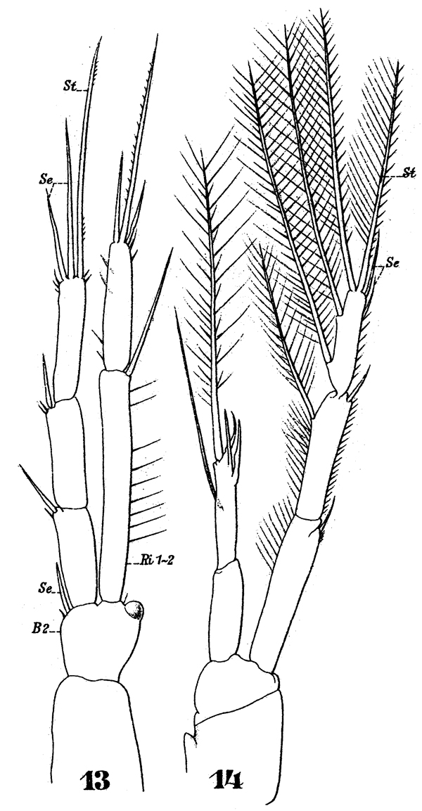 Espèce Macrosetella gracilis - Planche 17 de figures morphologiques