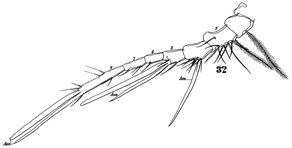 Espèce Clytemnestra gracilis - Planche 3 de figures morphologiques