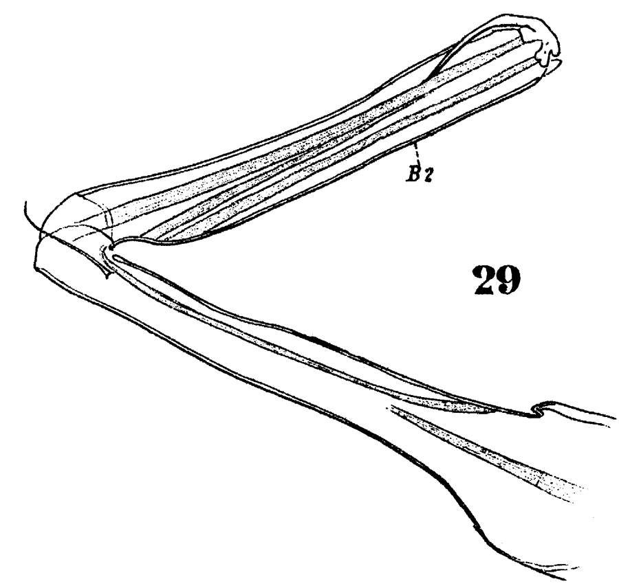 Species Clytemnestra gracilis - Plate 6 of morphological figures