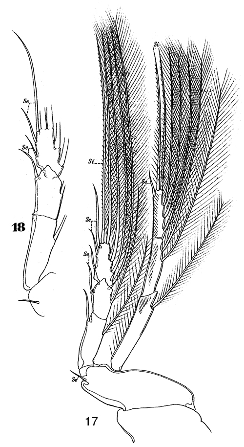 Espèce Clytemnestra gracilis - Planche 7 de figures morphologiques