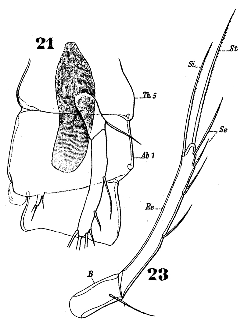 Species Clytemnestra gracilis - Plate 9 of morphological figures