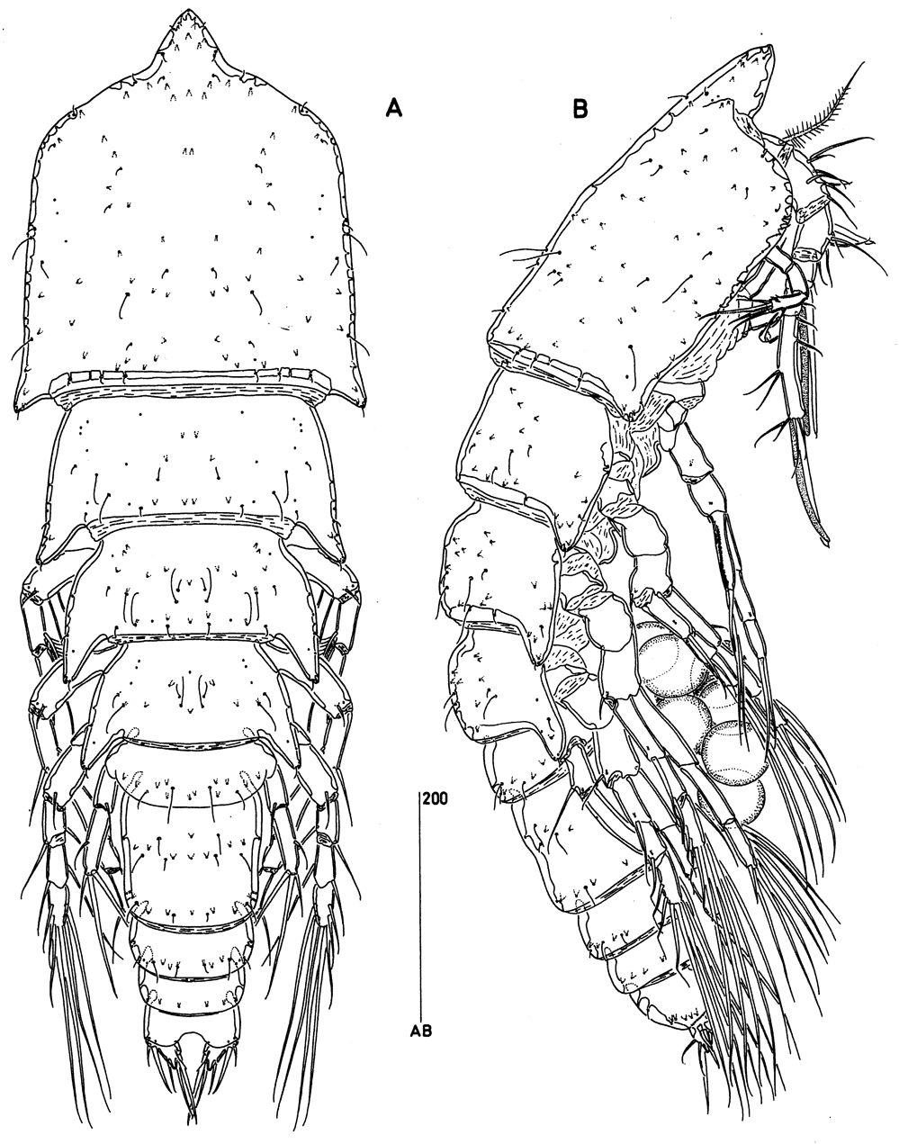 Species Goniopsyllus clausi - Plate 1 of morphological figures