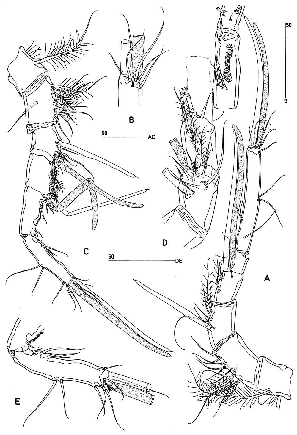 Species Goniopsyllus clausi - Plate 2 of morphological figures