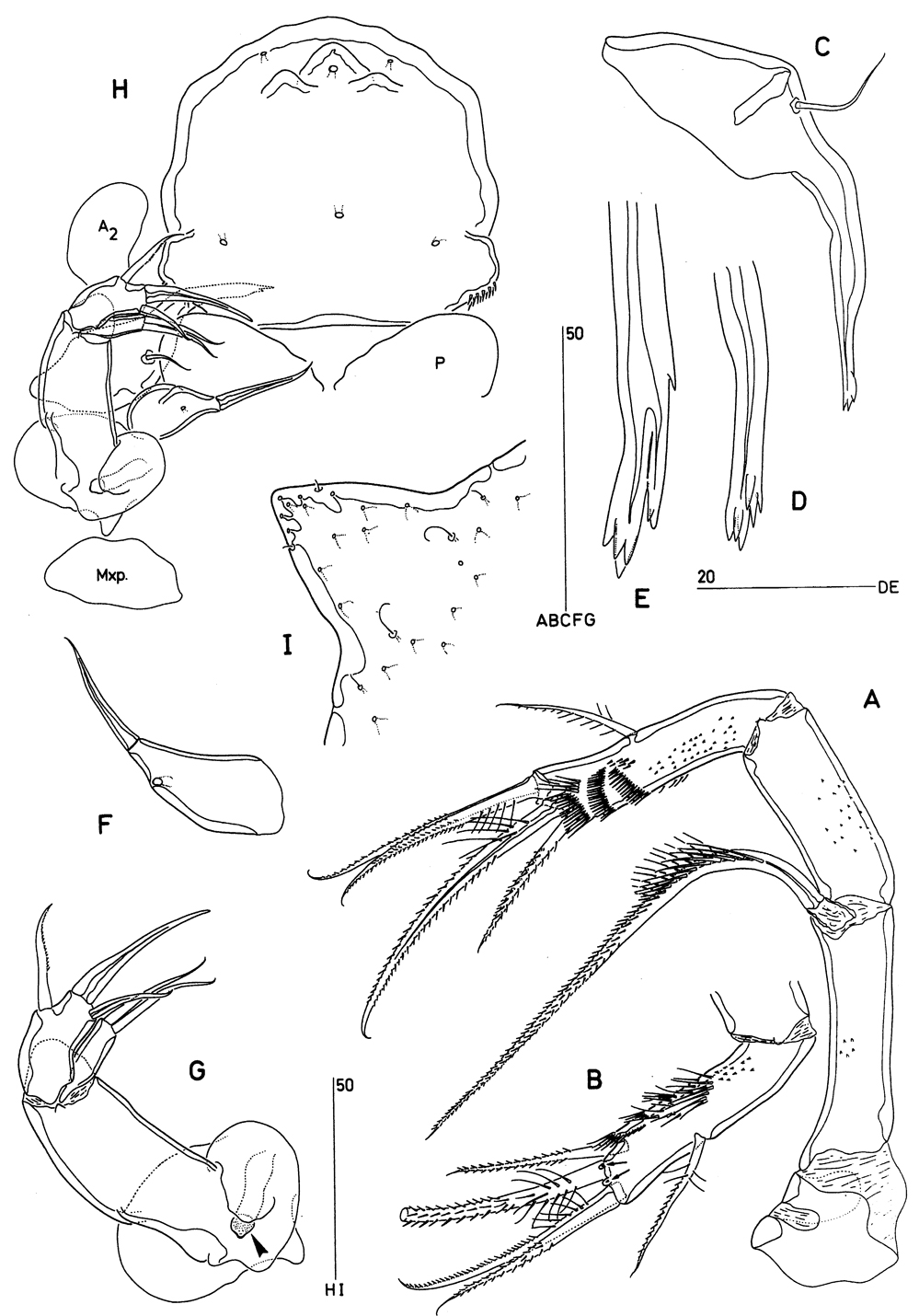 Species Goniopsyllus clausi - Plate 3 of morphological figures