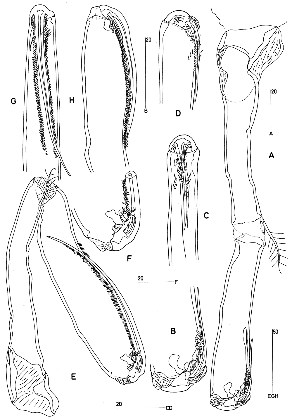 Species Goniopsyllus clausi - Plate 4 of morphological figures