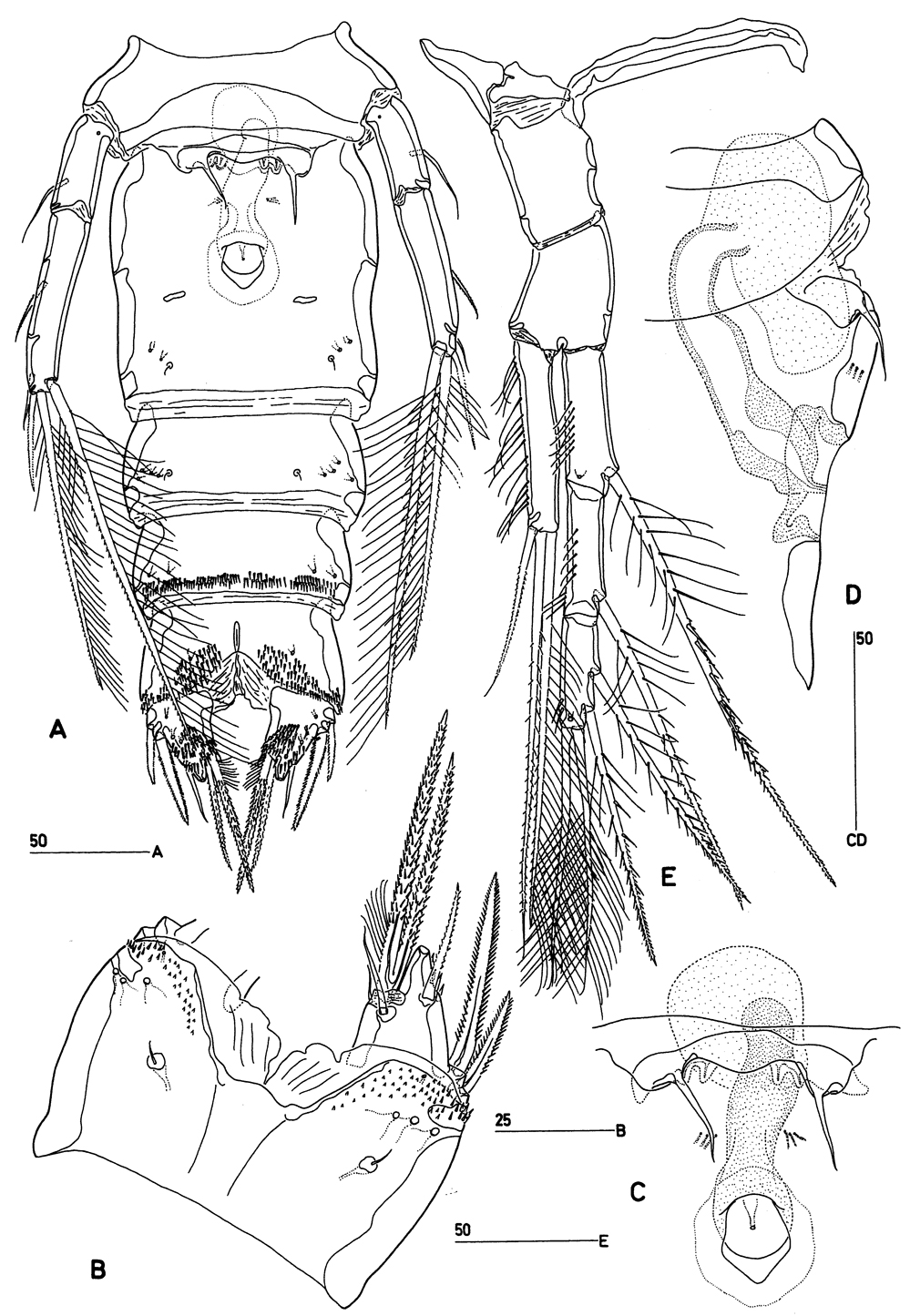 Species Goniopsyllus clausi - Plate 5 of morphological figures