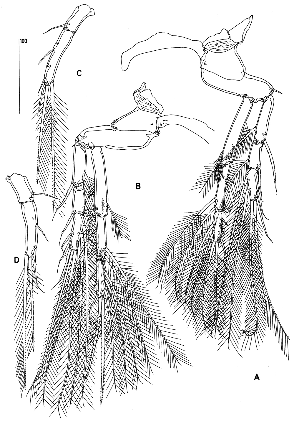 Species Goniopsyllus clausi - Plate 6 of morphological figures