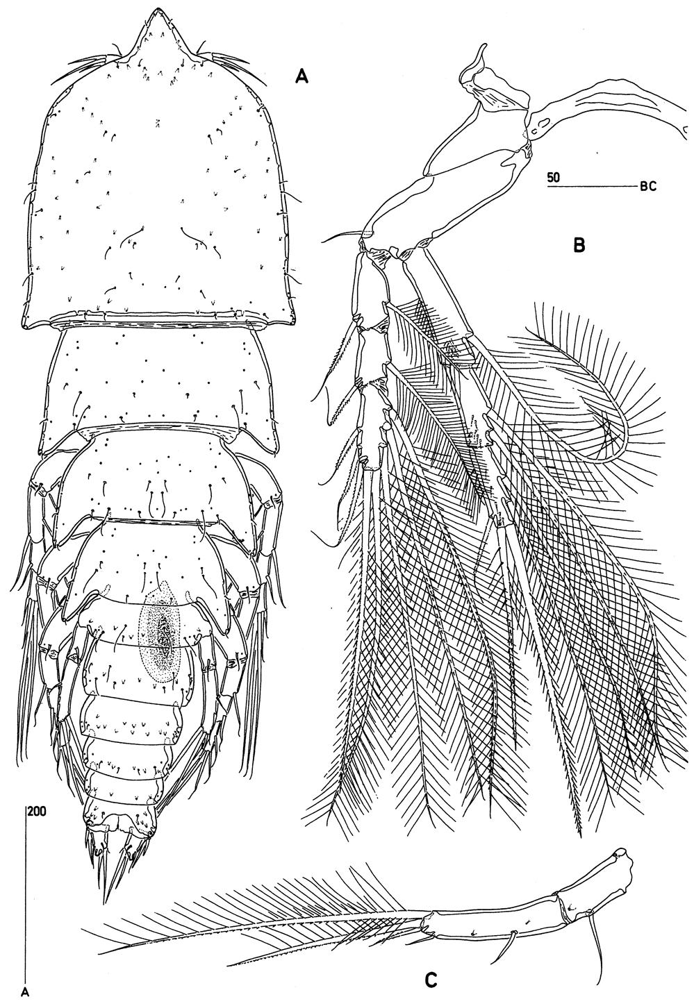 Species Goniopsyllus clausi - Plate 7 of morphological figures