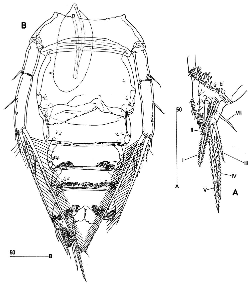 Species Goniopsyllus clausi - Plate 8 of morphological figures