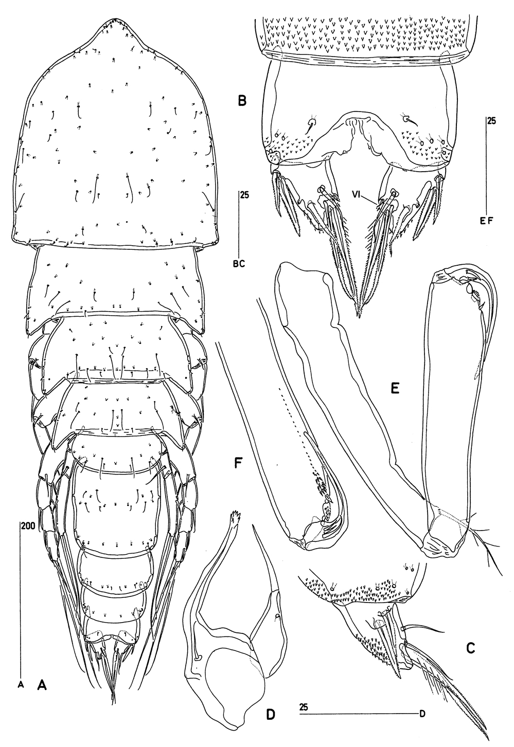Espèce Goniopsyllus brasiliensis - Planche 1 de figures morphologiques