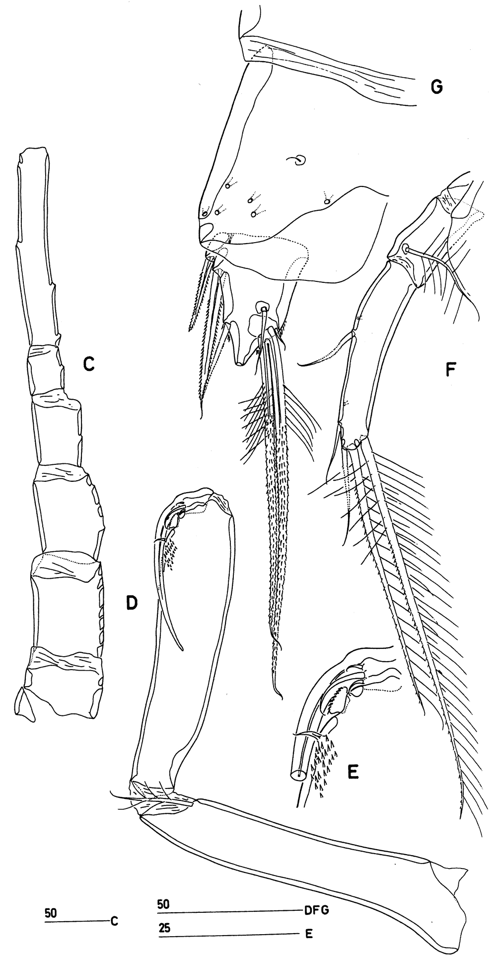 Species Goniopsyllus rostratus - Plate 1 of morphological figures